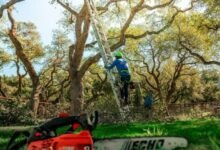 Tree Service