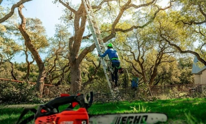 Tree Service